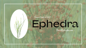 Buy Legal Ephedra Sinica Seeds for Sale