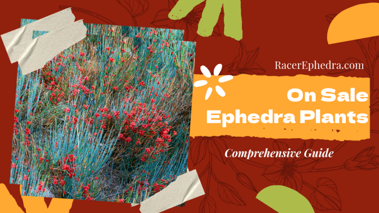 Ephedra Plants Trifurca, Equisetina, Distachya, and Californica On Sale