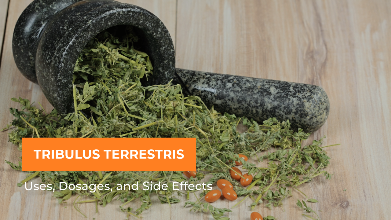 Best Tribulus Terrestris Uses, Dosages, and Side Effects